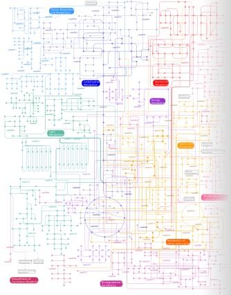 Metabolic Pathways Chart